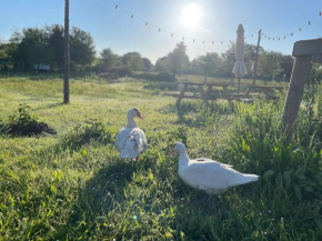 Farmen - beautiful view among animals, Vordingborg